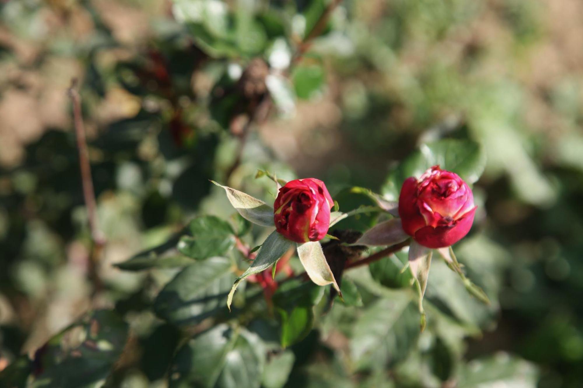 דירות מאלגה The Dragonfly Retreat מראה חיצוני תמונה